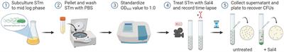 Flagellar-based motility accelerates IgA-mediated agglutination of Salmonella Typhimurium at high bacterial cell densities